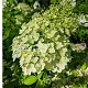 Hydrangea pan. Hercules 125-150 cm 20L