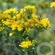 Solidago rigida GM P9 BIO