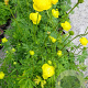 Trollius europaeus GM P9 BIO