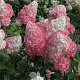 Hydrangea pan. 'Pink Diamond' 100-125 cm 20L