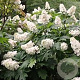 Hydrangea querc. 'Alice' 100-125 cm 20L
