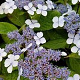 Hydrangea s. 'Bluebird' 60-80 cm 20L