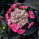 Hydrangea s. Daredevil 80-100 cm 20L