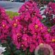 Lagerstroemia Pink Velour 175-200 cm 20L