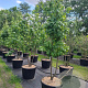 Liquidambar styraciflua 350-400 cm cont. 110L