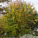 Acer rubrum 14-16 HO draadkluit