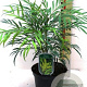 Mahonia eurybracteata Sweet Winter 100-125 cm 50L
