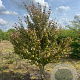 Cercidiphyllum japonicum 250-300 cm draadkluit meerstammig 350-400 diameter