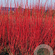 Cornus alba 'Sibirica' 25-30 cm 2,0L vierkant
