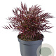 Mahonia Meteor GM C3