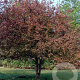 Malus 'Neville Copeman' 450-500 cm cont. 180L paraplu