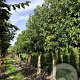 Liquidambar styraciflua 25-30 HO draadkluit