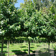 Liquidambar styraciflua 30-35 HO draadkluit