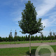 Pyrus calleryana 'Chanticleer' 25-30 HO draadkluit