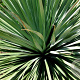 Nolina nelsonii 100-125 cm 35L