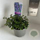 Ceanothus 'Emily Brown' 10 cm 2,0L