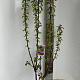 Malus 'Evereste' 150-175 cm P27