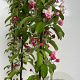 Malus 'Evereste' 150-175 cm P27