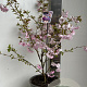 Prunus 'Accolade' 80-90 cm P27