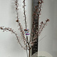 Prunus 'Trailblazer' 130-150 cm  P27