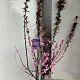 Prunus persicoides 'Spring Glow' 150-175 cm P27