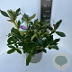 Rhododendron 'Cunningham's White' 40-50 cm P23 B kwaliteit