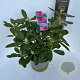 Rhododendron 'Nova Zembla' 40-50 cm P23 B kwaliteit