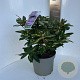 Rhododendron 'Goldflimmer' 30-40 cm P23 B kwaliteit