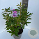Rhododendron 'Roseum Elegans' 40-50 cm P23 B kwaliteit