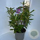 Rhododendron 'Roseum Elegans' 40-50 cm P23 B kwaliteit
