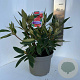 Rhododendron 'Vulcan's Flame' 40-50 cm P23 B kwaliteit