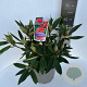 Rhododendron 'Vulcan's Flame' 40-50 cm P23 B kwaliteit