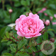 Rosa (P) 'The Fairy' 60 cm stam Vierkant 5L