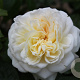 Rosa 'Tranquillity'  wortelgoed stam