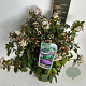 Viburnum tinus 30-40 cm P27