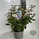 Viburnum tin. Spirit 45-55 cm P23