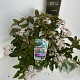 Viburnum tin. Spirit 45-55 cm P23