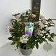 Viburnum tin. Spirit 45-55 cm P23