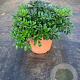 Pittosporum tob. 'Nanum' GM 10L