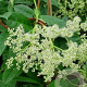 Pileostegia viburnoides 175-200 cm 20L 3 stok