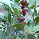 Pistacia lentiscus 125-150 cm 20L