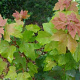 Acer rubrum 'Joseph' 10-12 HO 15L geveerd