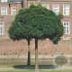 Fraxinus o. 'Mecsek' 50-60 HO draadkluit 220 cm stam