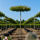 Malus 'Hyslop' 14-16 HO draadkluit 220 cm stam dakvorm