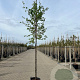 Parrotia persica 12-14 HA 15L