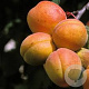 Prunus ar. Nancy 6-8 HA 15L