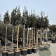 Quercus ilex 8-10 cm 35L 180 cm stam