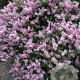 Syringa meyeri 'Palibin' 8-10 HO 40L 220 cm stam