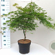 Acer pal. 'Dissectum' 80-100 cm 10L