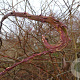 Salix udensis 'Sekka' 200-250 cm 20L